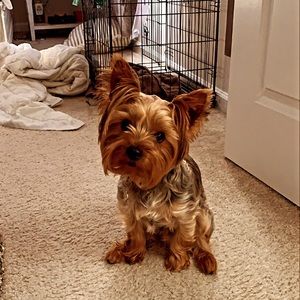 Meet your Posher, Dee